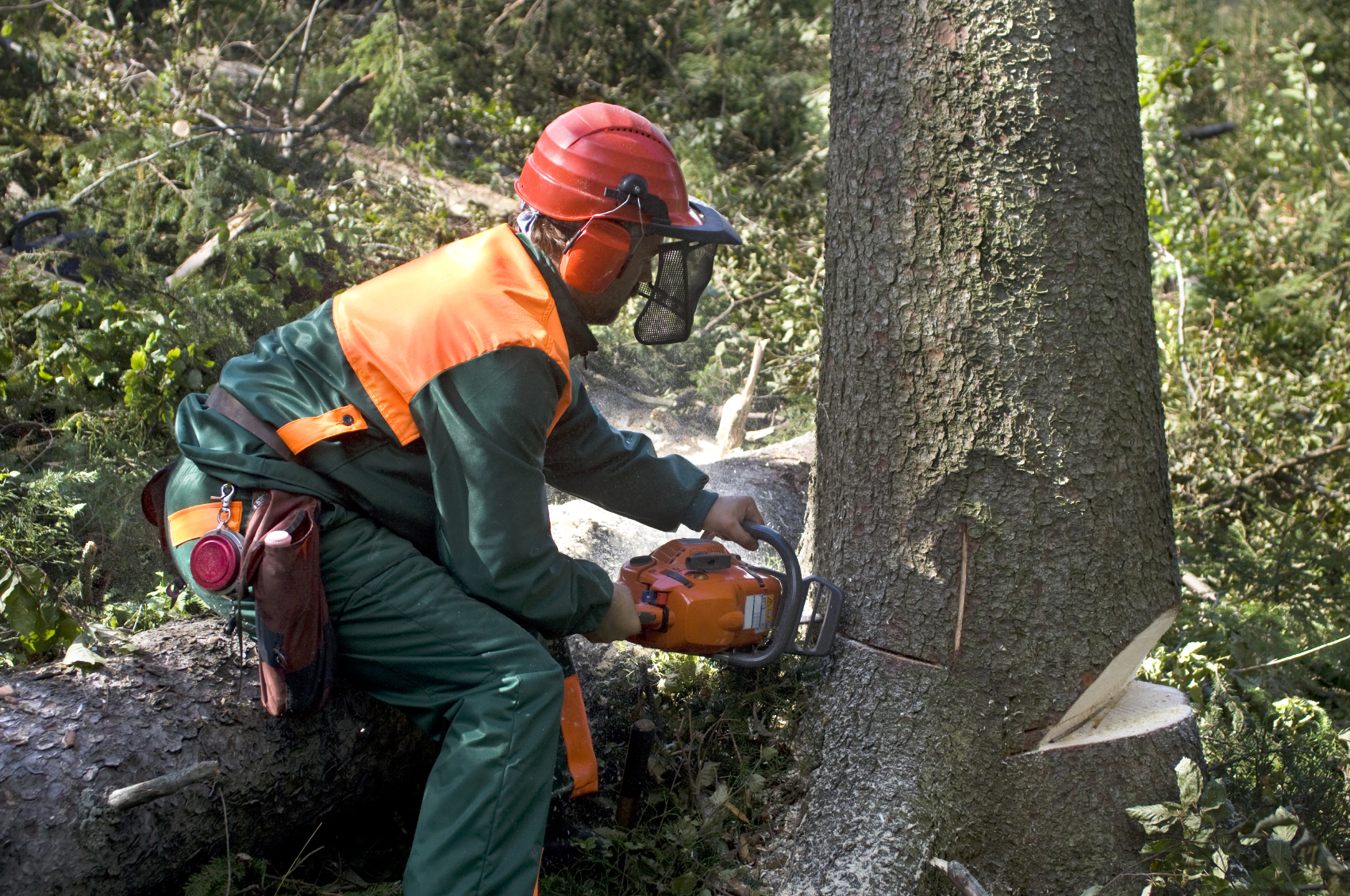 trefelling-i-bergen-og-omegn